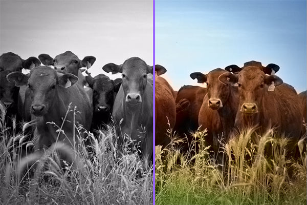 Black-and-White Photos Are Colorized By Artificial Intelligence